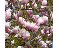 Beverboom (meerstammig) - Magnolia 'Heaven Scent'