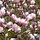 Beverboom (meerstammig) - Magnolia 'Heaven Scent'