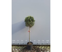 Olijfboom op stam - Olea europaea