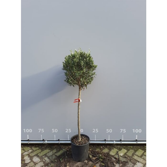 Olijfboom op stam - Olea europaea