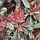 Glansmispel (Photinia fraseri 'Pink Marble') - Boomvorm