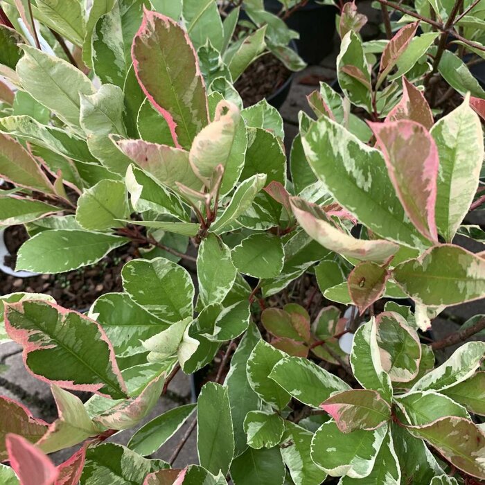 Glansmispel (Photinia fraseri 'Pink Marble') - Boomvorm