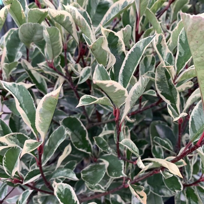 Glansmispel (Photinia fraseri 'Pink Marble') - Boomvorm