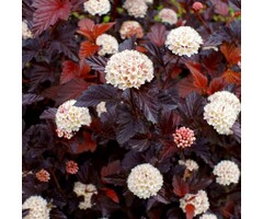 Sneeuwbalspirea op stam - Physocarpus opulifolius 'Diabolo'