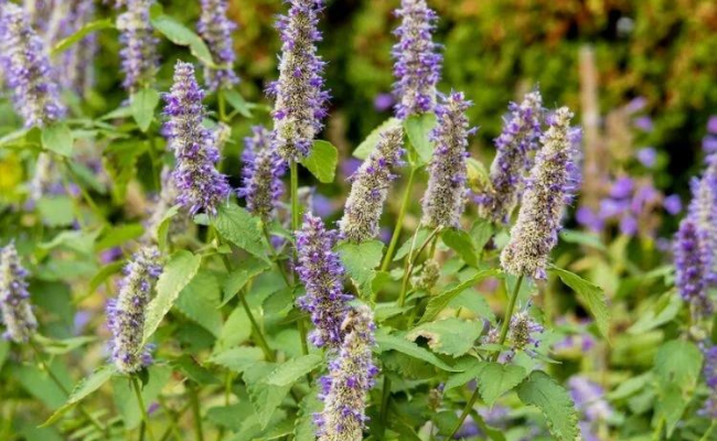 Dropplant (Agastache 'Blue Boa')