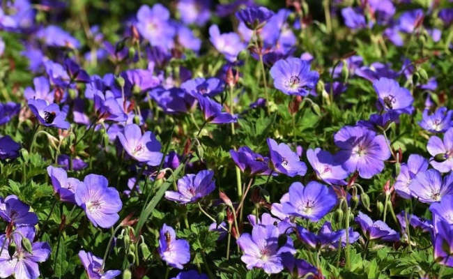 Geranium Bloom me Away