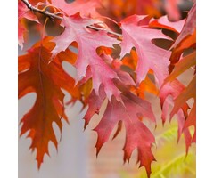 Zomereik - Quercus rubra (kale wortel)