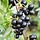 Zwarte bes - Ribes nigrum (Kale wortel)