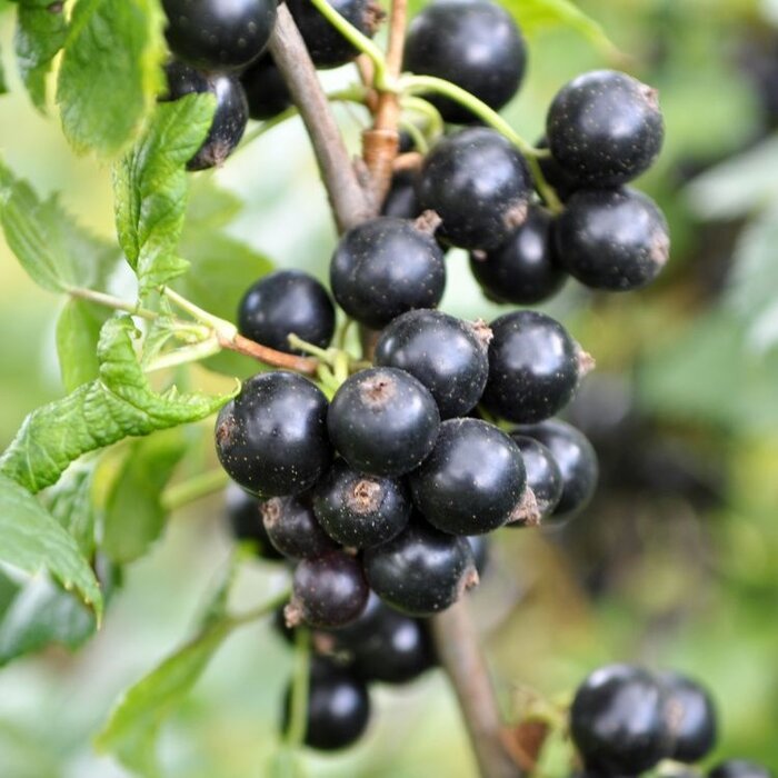 Zwarte bes - Ribes nigrum (Kale wortel)