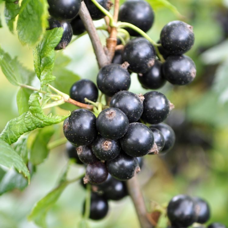 Zwarte bes - Ribes nigrum (Kale wortel)