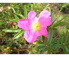 Glanzende rimpelroos - Rosa rugotida (kale wortel)