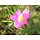 Glanzende rimpelroos - Rosa rugotida (kale wortel) -> PRE-ORDER
