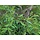 Bittere wilg - Salix purpurea (kale wortel) -> PRE-ORDER
