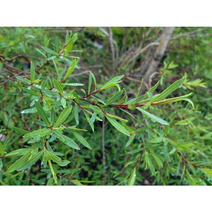Bittere wilg - Salix purpurea (kale wortel)