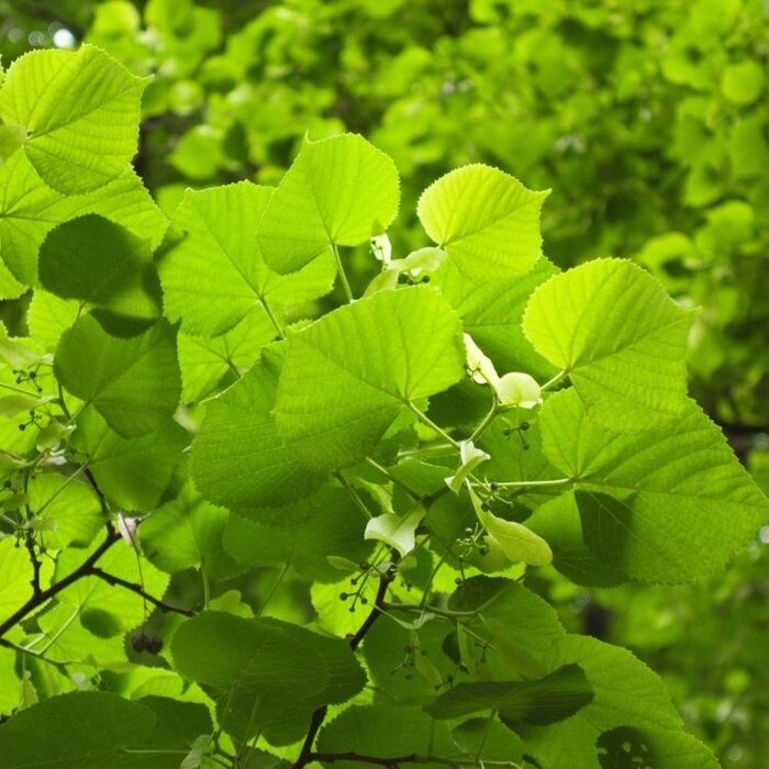 Zilverlinde - Tilia tomentosa (kale wortel)