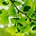 Japanse Notenboom - Ginkgo biloba (kale wortel) -> PRE-ORDER