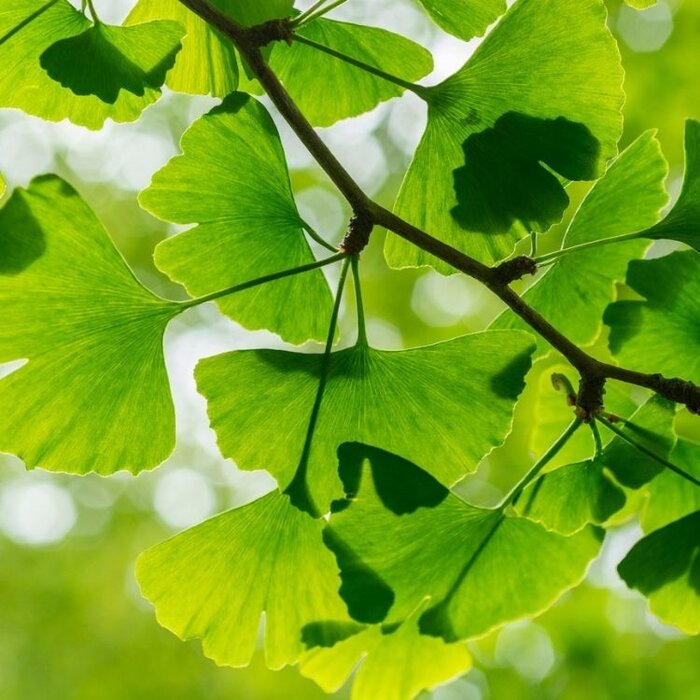 Japanse Notenboom - Ginkgo biloba (kale wortel) PRE-ORDER