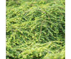 Tsuga heterophylla - Westerse Hemlockspar (Kale wortel)