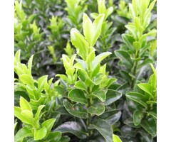 Japanse kardinaalshoed - Euonymus japonicus 'Green Spire' (kale wortel)