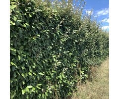 Olijfwilg haag - Elaeagnus ebbingei 'Compacta' (kale wortel)