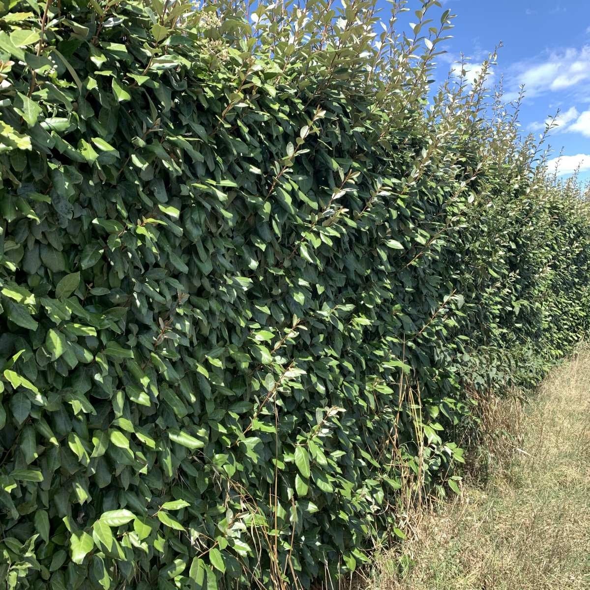 Olijfwilg haag - Elaeagnus ebbingei 'Compacta' (kale wortel) PRE-ORDER