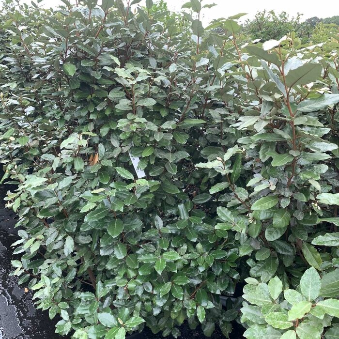 Olijfwilg haag - Elaeagnus ebbingei 'Compacta' (kale wortel) PRE-ORDER