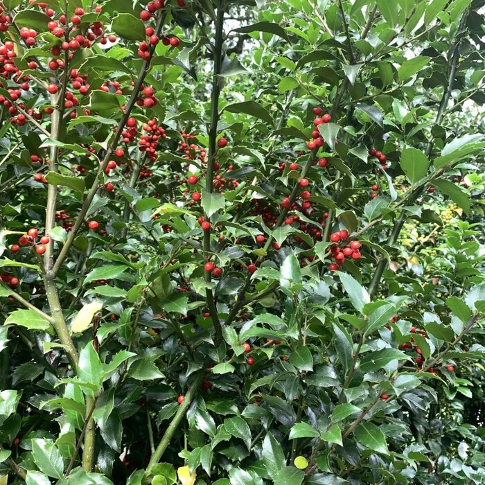 Hulsthaag - Ilex meserveae 'Blue Maid' (kale wortel) PRE-ORDER