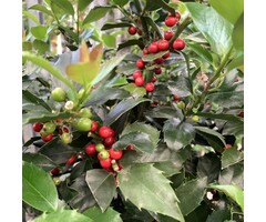 Hulsthaag - Ilex meserveae 'Blue Maid' (kale wortel)