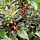 Hulsthaag - Ilex meserveae 'Blue Maid' (kale wortel) PRE-ORDER