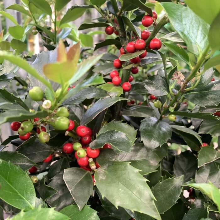 Hulsthaag - Ilex meserveae 'Blue Maid' (kale wortel) PRE-ORDER