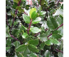 Hulsthaag - Ilex meserveae 'Blue Prince' (kale wortel)