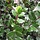 Hulsthaag - Ilex meserveae 'Blue Prince' (kale wortel) PRE-ORDER
