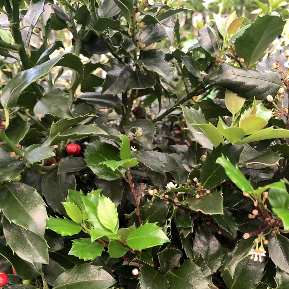 Hulsthaag - Ilex meserveae 'Blue Prince' (kale wortel) PRE-ORDER