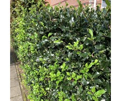 Hulsthaag - Ilex meserveae 'Heckenstar' (kale wortel)