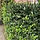 Hulsthaag - Ilex meserveae 'Heckenstar' (kale wortel) PRE-ORDER