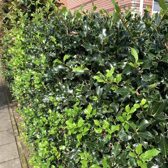 Hulsthaag - Ilex meserveae 'Heckenstar' (kale wortel) PRE-ORDER