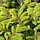 Picea abies - Fijnspar