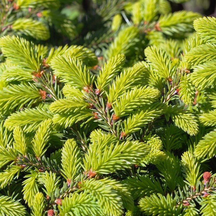 Picea abies - Fijnspar