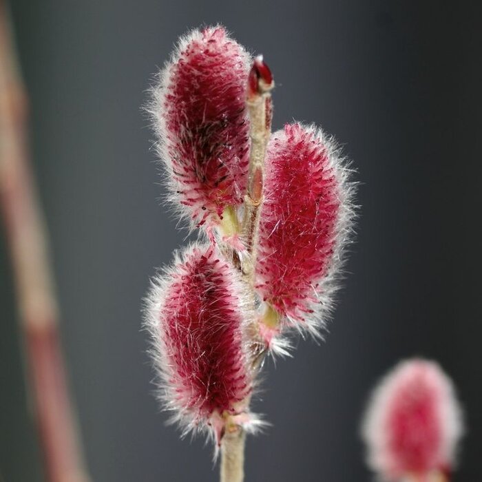 Wilg op stam (Salix gracilistyla 'Mount Aso')