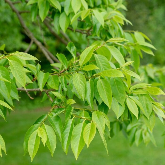 Dadelpruim - Diospyros 'Nikita's Gift'