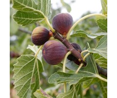 Vijgenboom - Ficus carica
