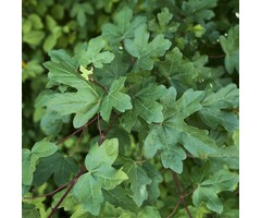 Spaanse aak op stam - Acer campestre 'Anny's Globe'