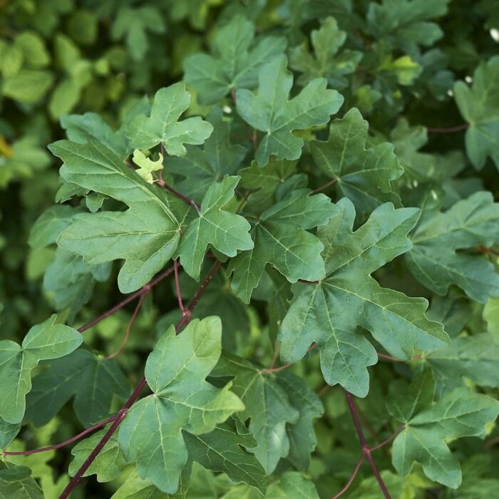 Spaanse aak op stam - Acer campestre 'Anny's Globe'