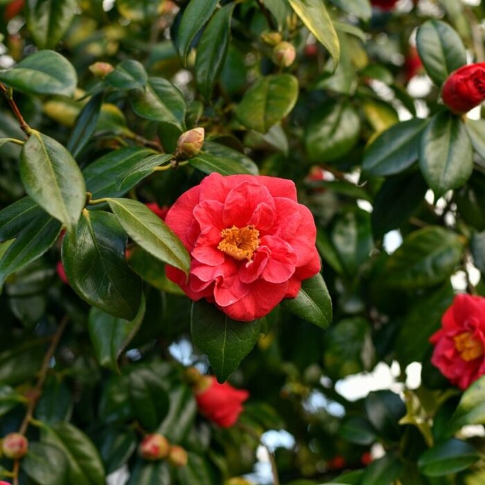 Camelia op stam (Camellia japonica 'Dr. King')