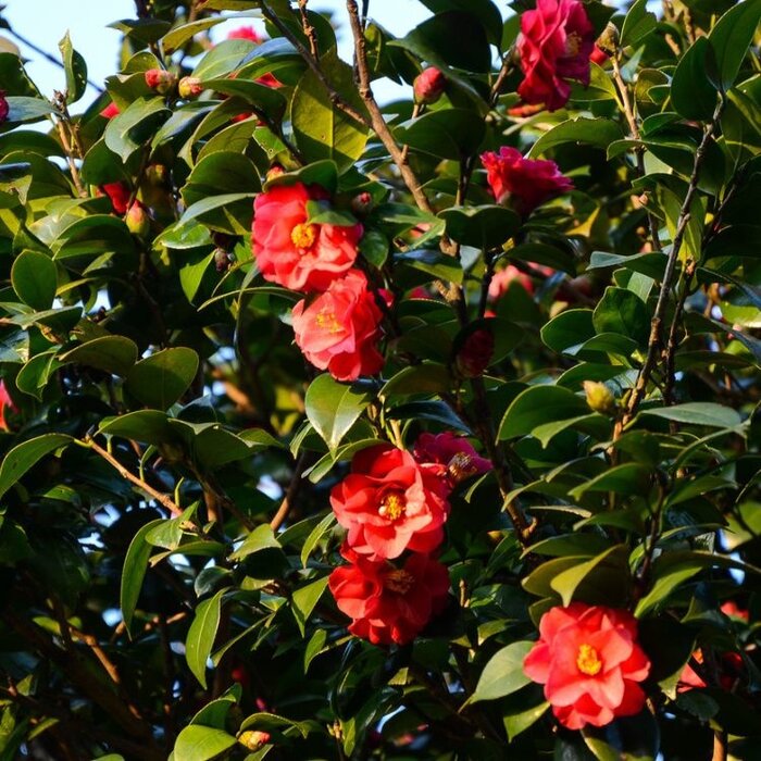 Camelia op stam (Camellia japonica 'Dr. King')