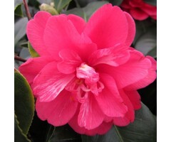 Camelia op stam - Camellia japonica 'Dr. King'
