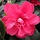 Camelia op stam (Camellia japonica 'Dr. King')