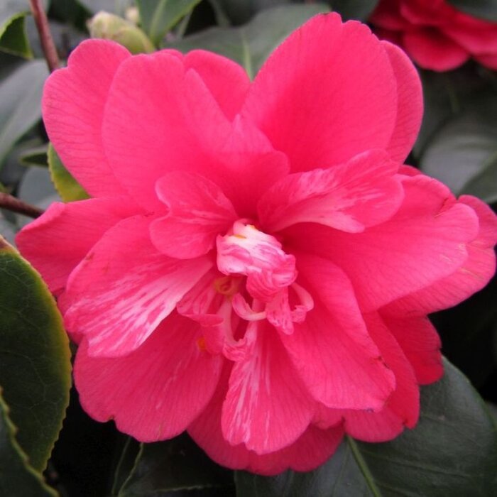 Camelia op stam (Camellia japonica 'Dr. King')