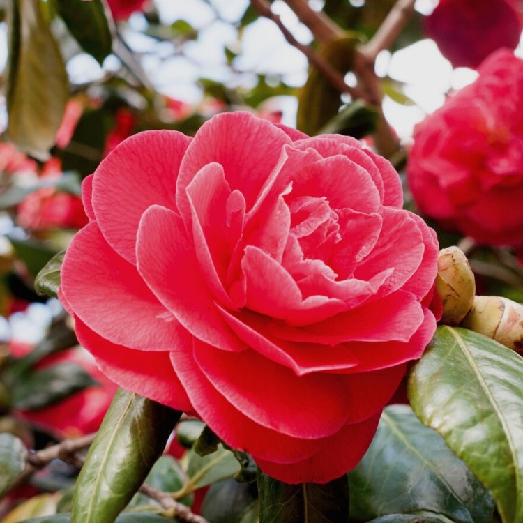 Camelia op stam (Camellia japonica Roze)