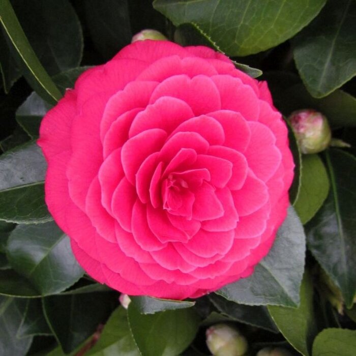 Camelia op stam (Camellia japonica Roze)